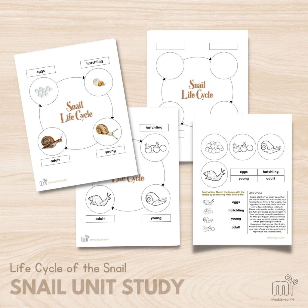 Life Cycle of Snails Reproduction