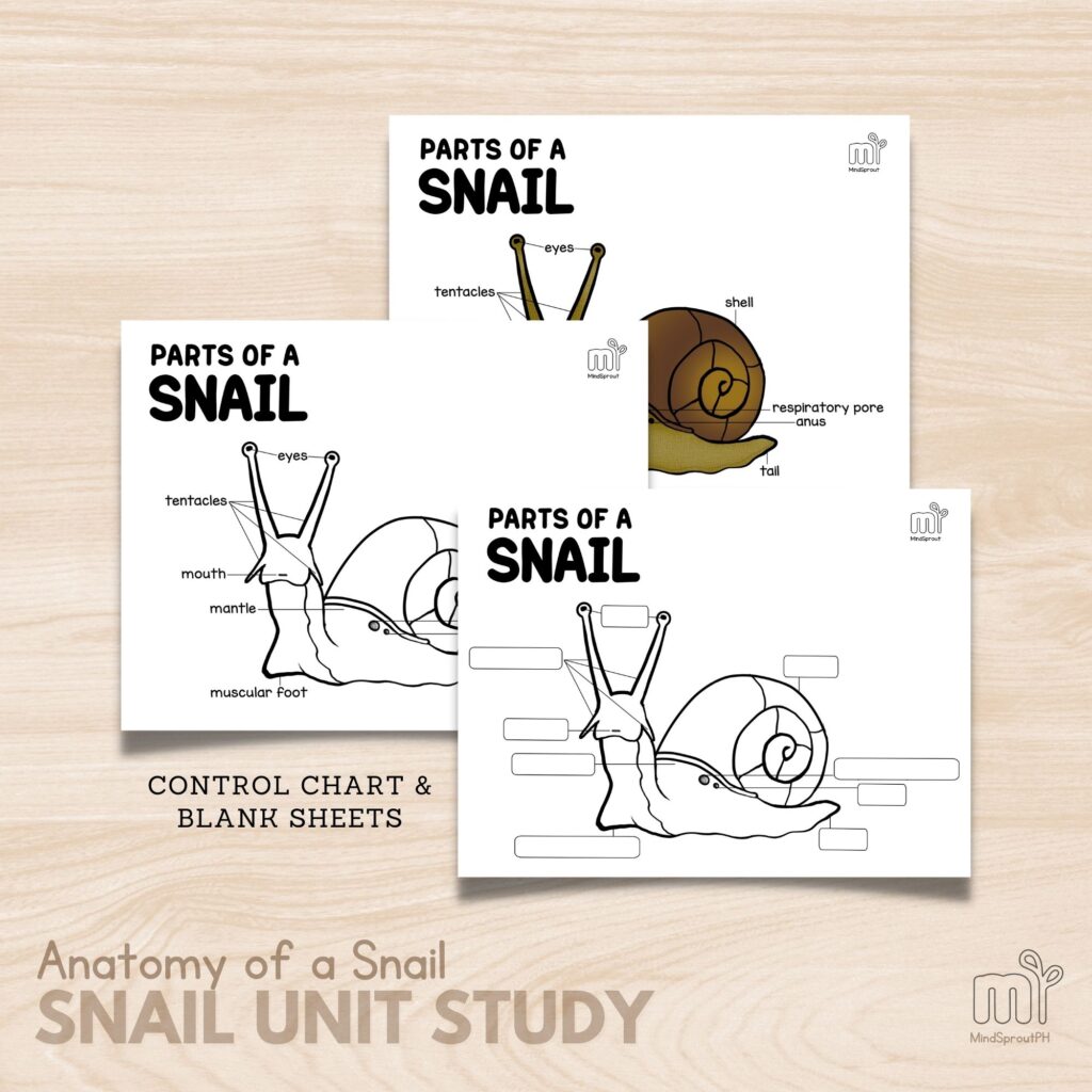 Parts of the Snail Montessori Control Chart Snail Anatomy Homeschool Printable Poster Snail Coloring Page