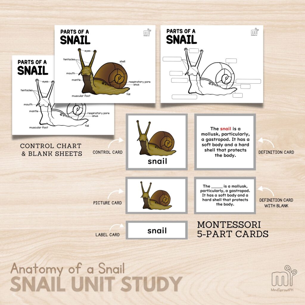 Anatomy of a Snail Parts Montessori Nomenclature Cards 5 Part Cards