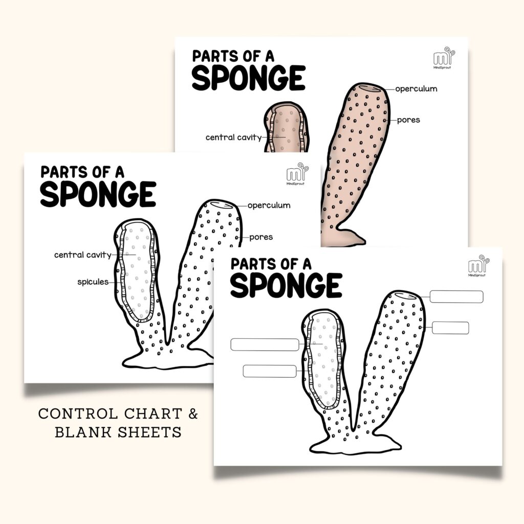 montessori zoology invertebrates parts of the sponge anatomy 5 part cards and booklet