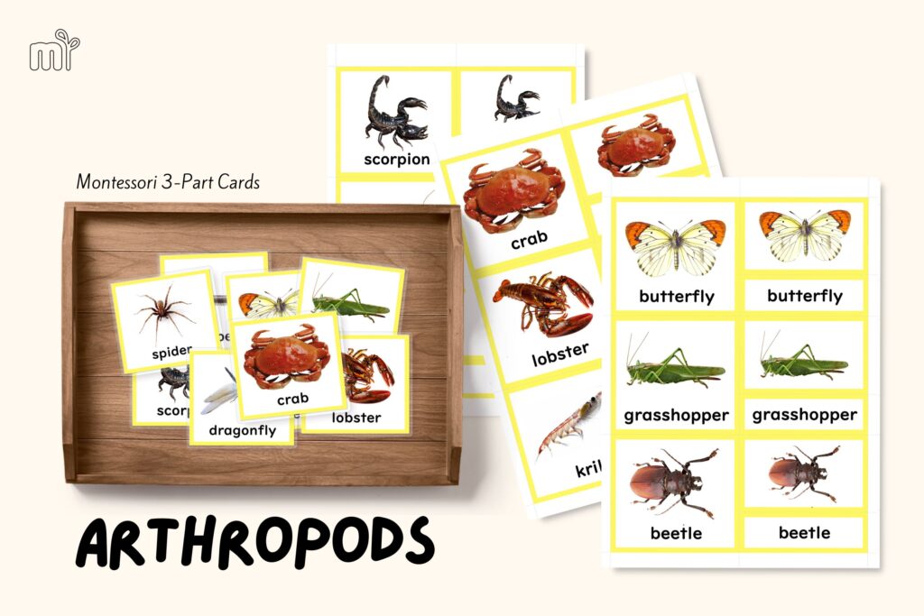 montessori zoology invertebrates arthropods insects crustaceans arachnids