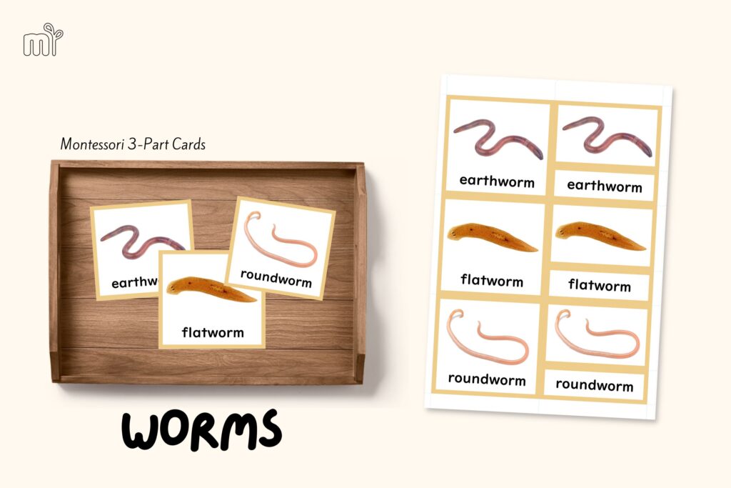 montessori zoology invertebrates worms annelid 3 part cards nomenclature mindsprout