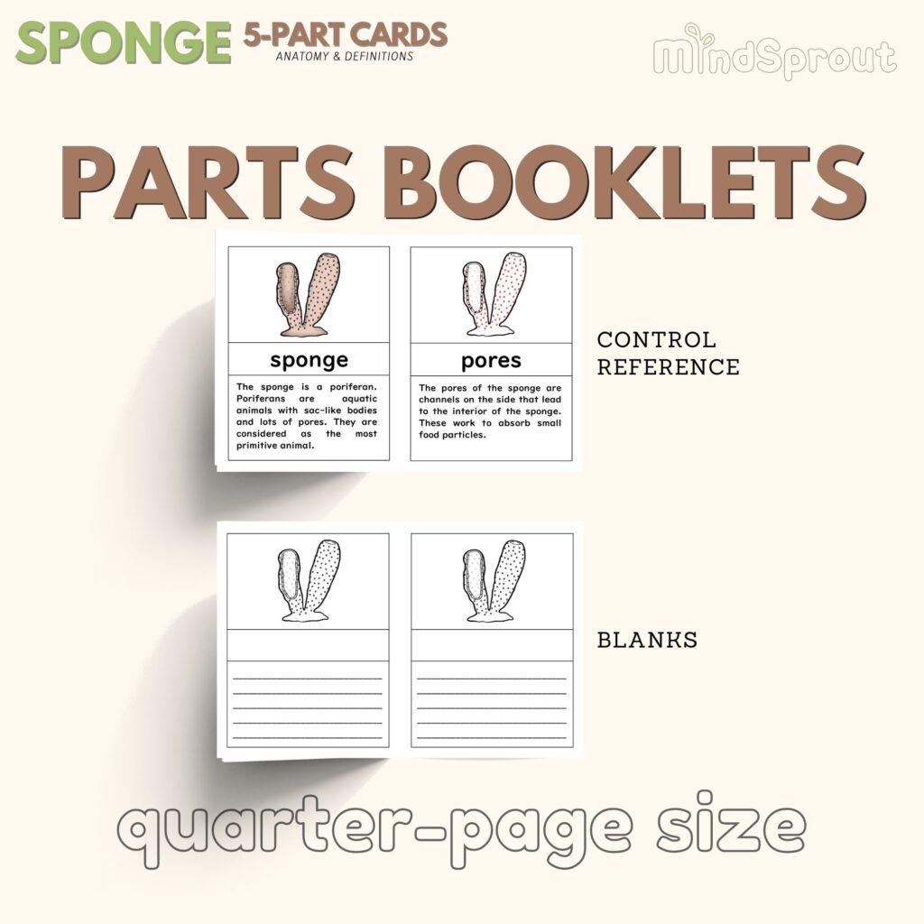 montessori zoology invertebrates parts of the sponge anatomy 5 part cards and booklet