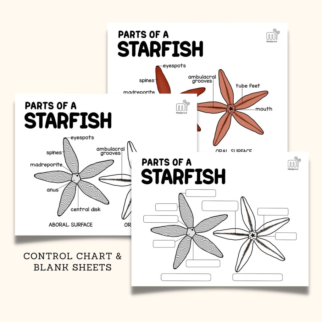 starfish montessori zoology invertebrates starfish 5 part cards anatomy