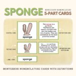 montessori zoology invertebrates parts of the sponge anatomy 5 part cards and booklet