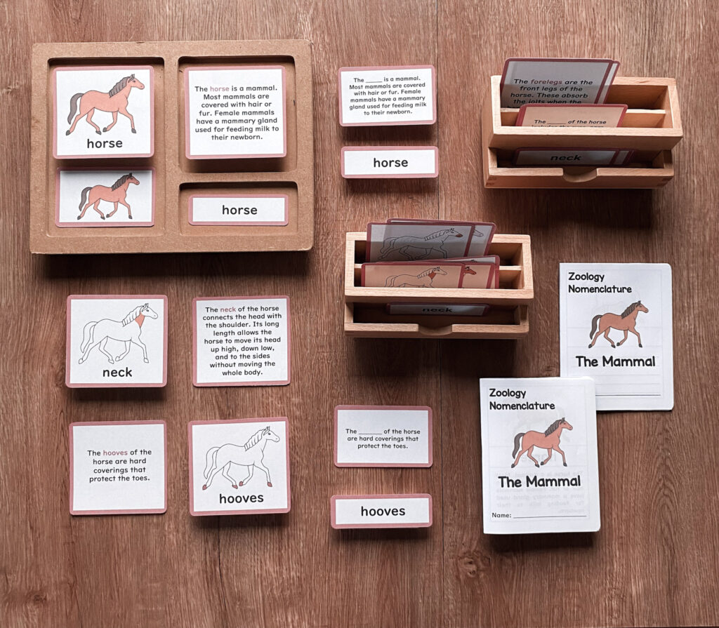 Montessori zoology parts of the horse 5 part cards horse anatomy