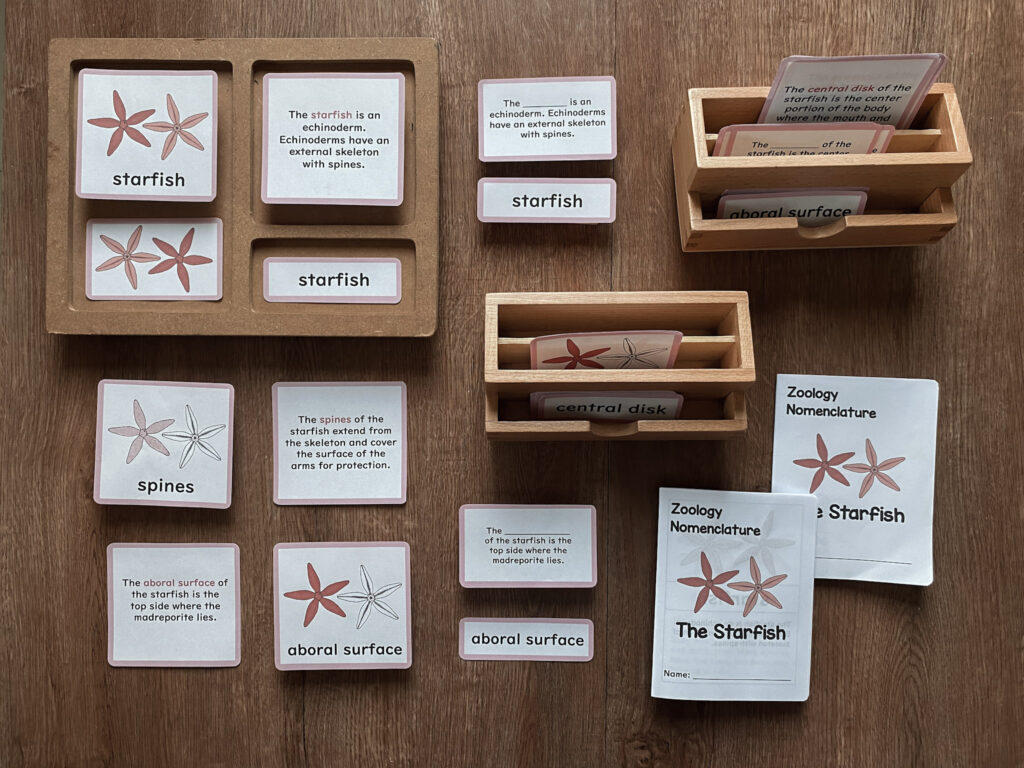 starfish montessori zoology invertebrates starfish 5 part cards anatomy mindsprout