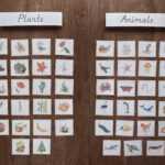 montessori sorting game plants and animals montessori zoology activity