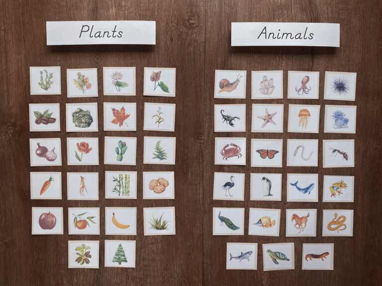 montessori sorting game plants and animals montessori zoology activity