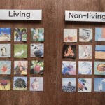 montessori sorting game living and nonliving montessori life science activity