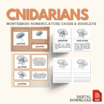 cnidarians montessori zoology parts of the jellyfish anatomy 5 part cards invertebrates booklet unit study