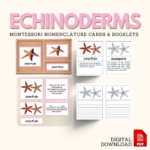 echinoderms montessori zoology starfish invertebrates